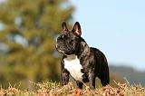 BOULEDOGUE FRANCAIS 1236